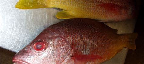 pargo fish|Snapper, Pacific Pargo .